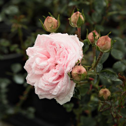 Rosa Awakening™ - roz - Trandafir copac cu trunchi înalt - cu flori tip trandafiri englezești - coroană curgătoare